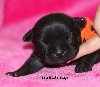 Rainbow staffie Original black Sheitan