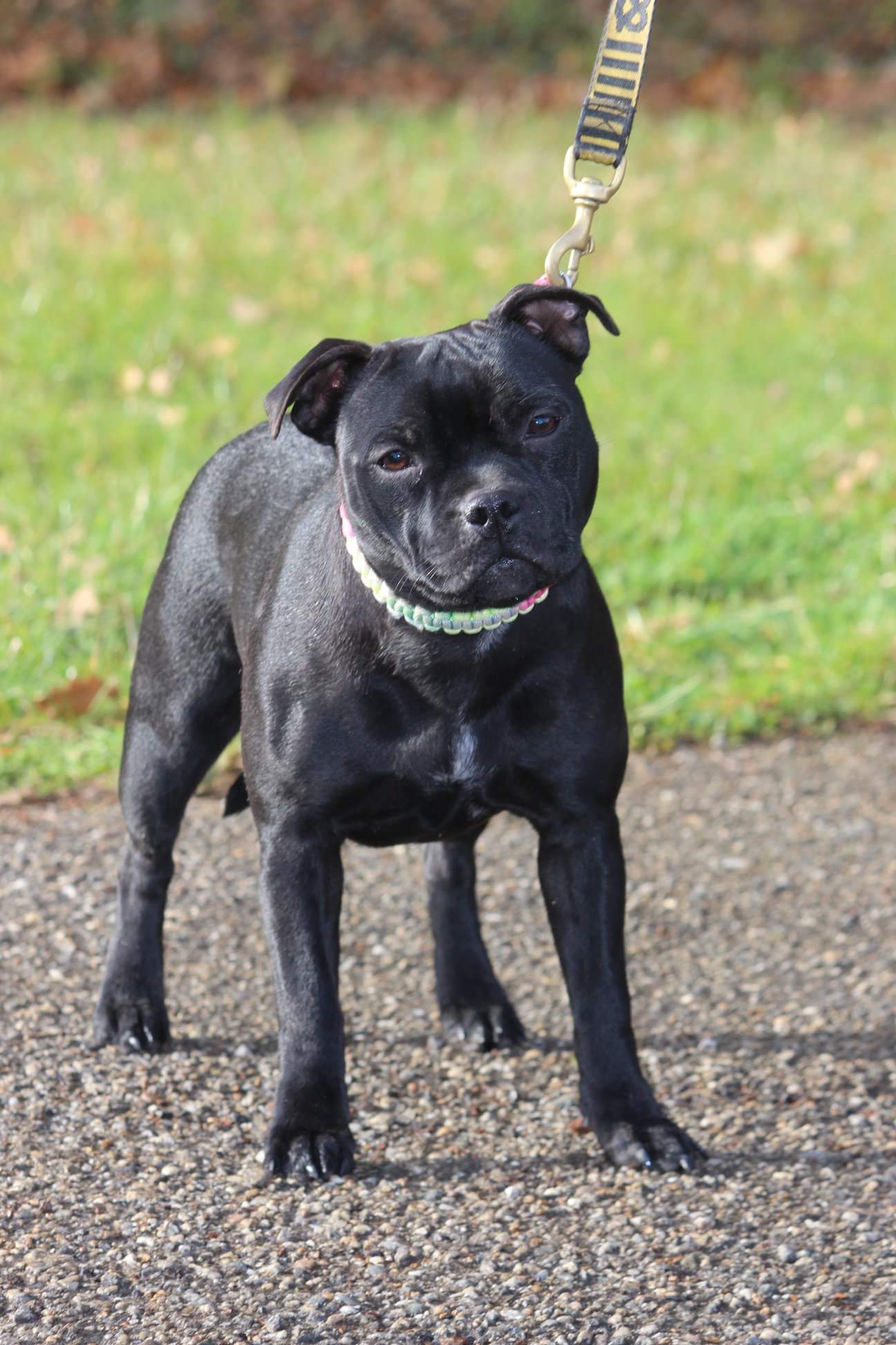 O'hara scarlett zynajoy Rainbow Staffie