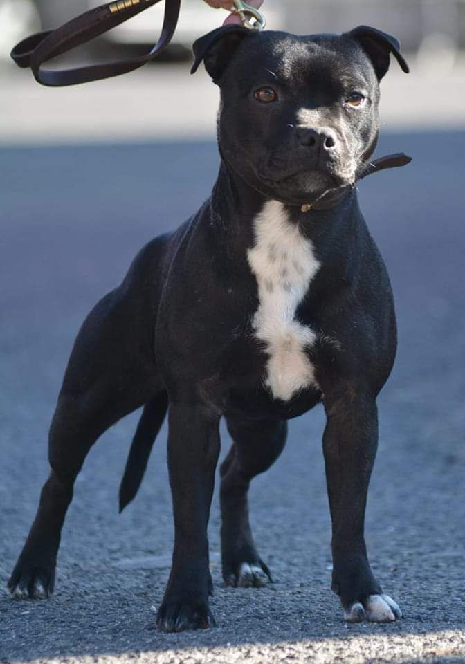 Sailor moon Rainbow Staffie