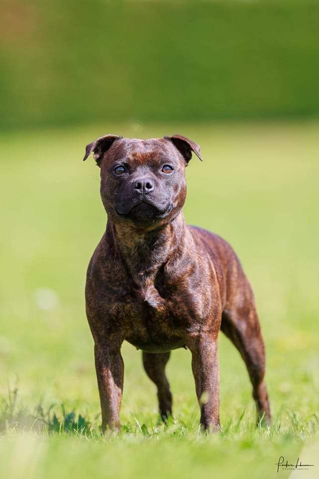 Rajah red tiger Rainbow Staffie