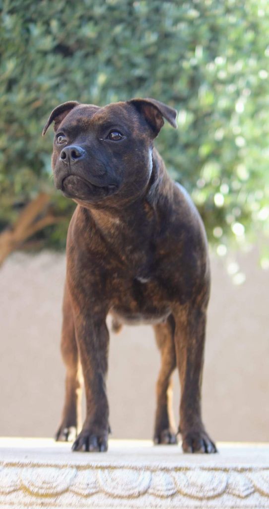 Rajah red tiger Rainbow Staffie