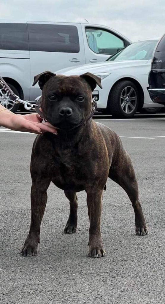 Rajah red tiger Rainbow Staffie