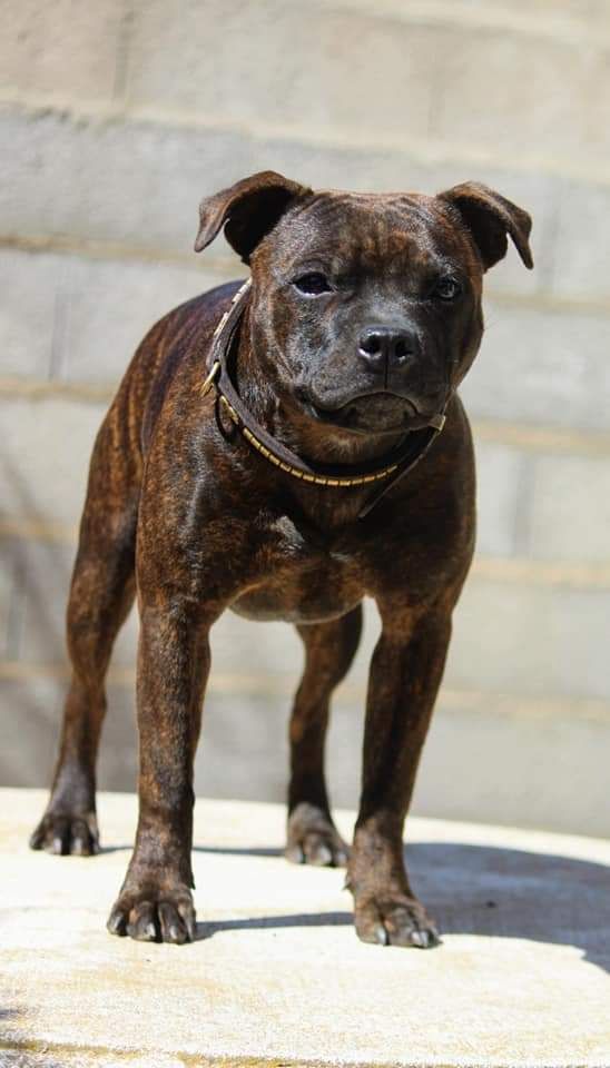 Rajah red tiger Rainbow Staffie