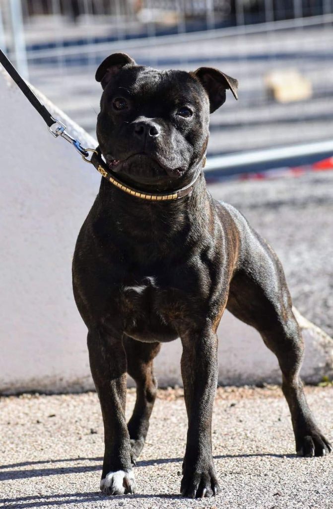 Rainbow Staffie Tony stark