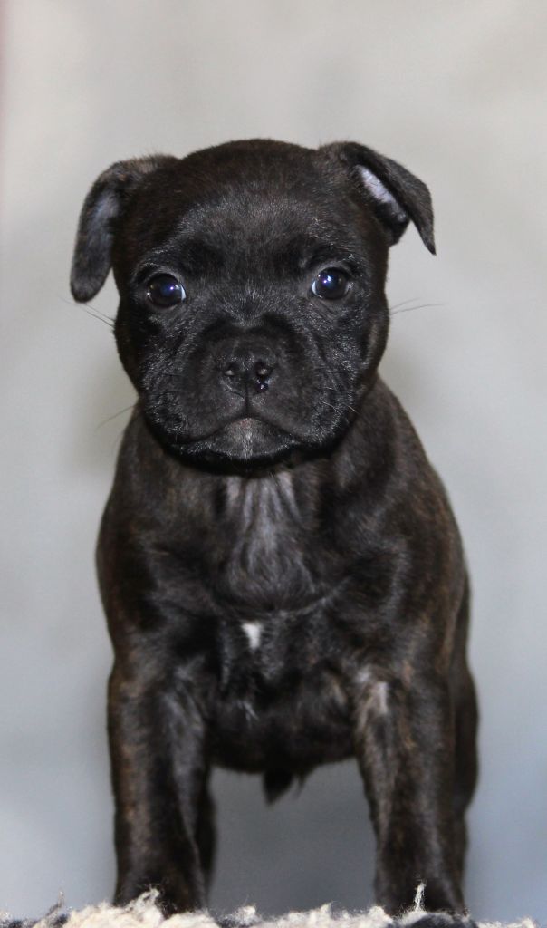 Rainbow Staffie - Chiot disponible  - Staffordshire Bull Terrier