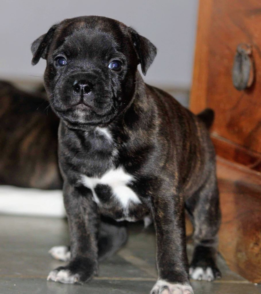 Rainbow Staffie - Chiot disponible  - Staffordshire Bull Terrier