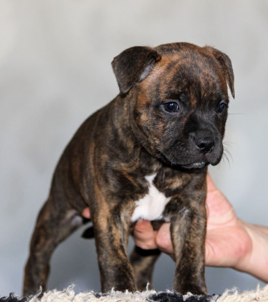 Rainbow Staffie - Chiot disponible  - Staffordshire Bull Terrier