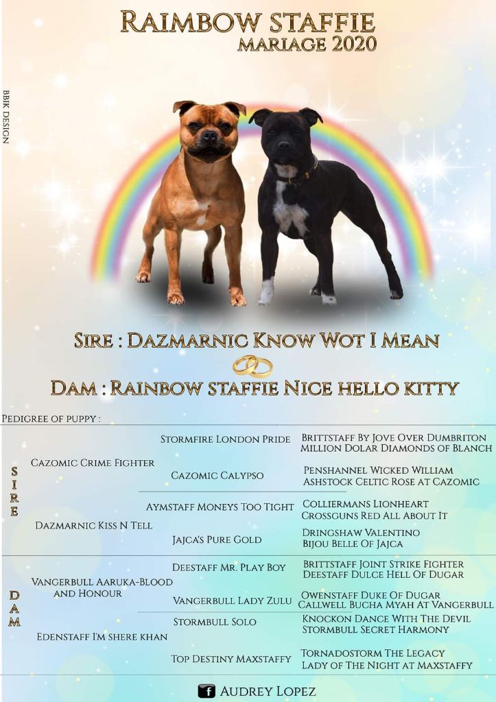 chiot Staffordshire Bull Terrier Rainbow Staffie