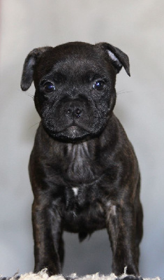 Rainbow Staffie - Staffordshire Bull Terrier - Portée née le 28/09/2024