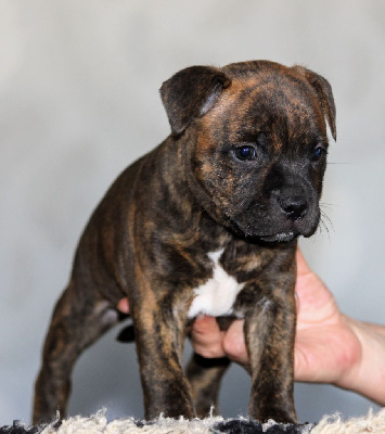 Rainbow Staffie - Staffordshire Bull Terrier - Portée née le 28/09/2024