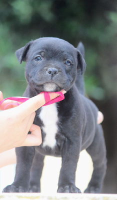 Rainbow Staffie - Staffordshire Bull Terrier - Portée née le 03/05/2024