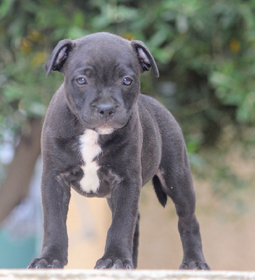 Rainbow Staffie - Staffordshire Bull Terrier - Portée née le 03/05/2024