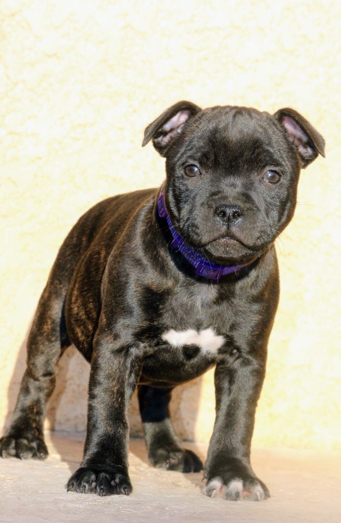 Rainbow Staffie - Chiot disponible  - Staffordshire Bull Terrier