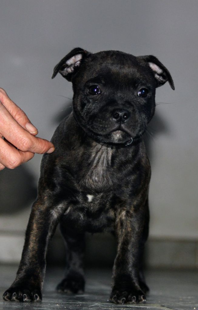 Rainbow Staffie - Chiot disponible  - Staffordshire Bull Terrier