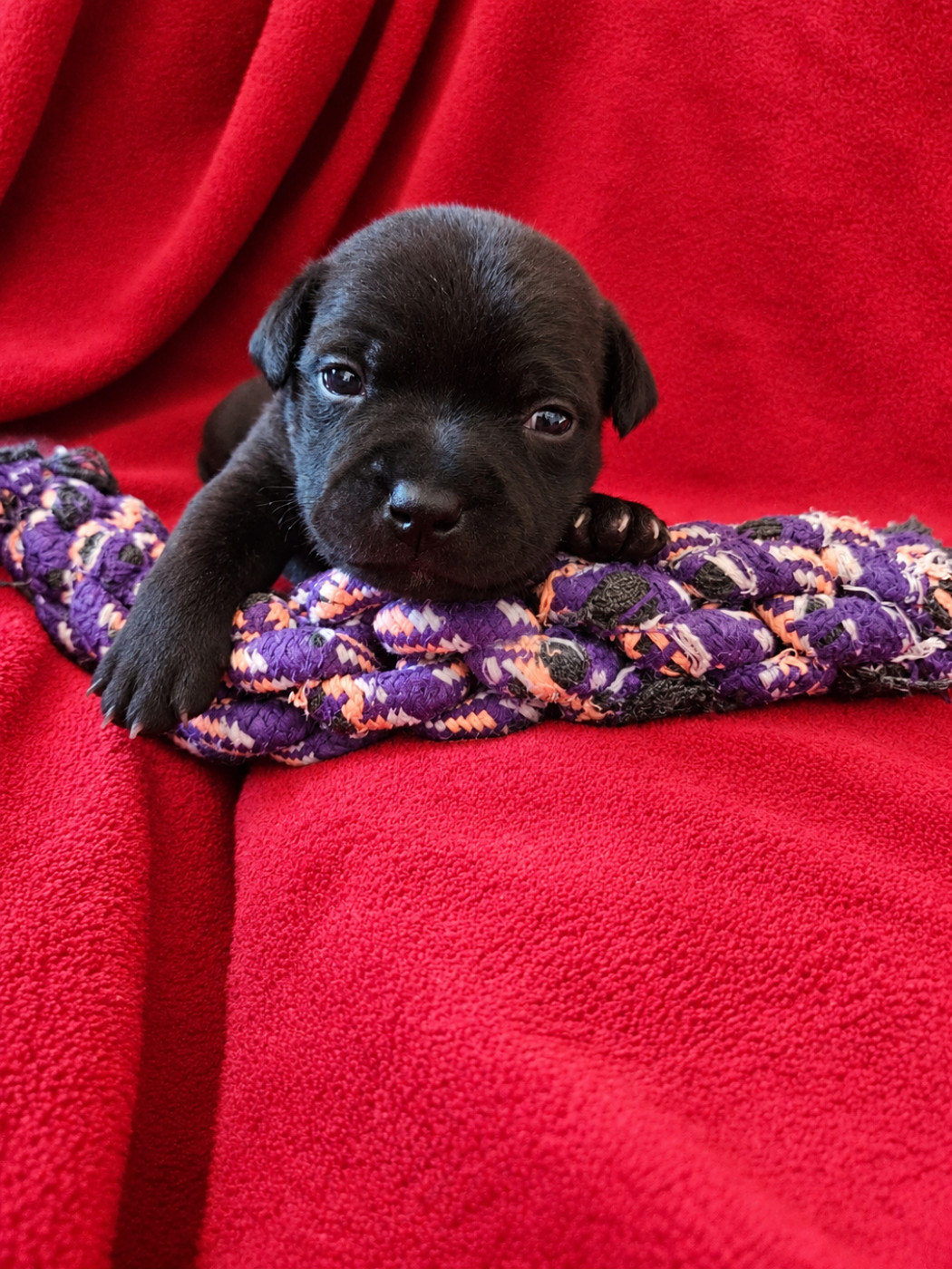 Rainbow Staffie - Chiots disponibles - Staffordshire Bull Terrier