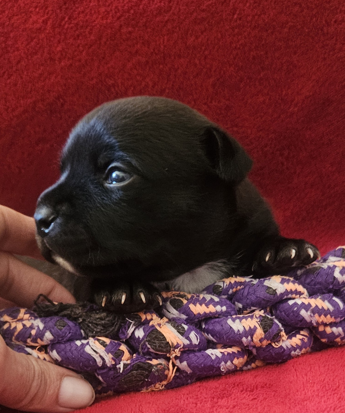 Rainbow Staffie - Chiots disponibles - Staffordshire Bull Terrier