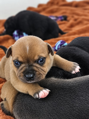 Chiot N°2