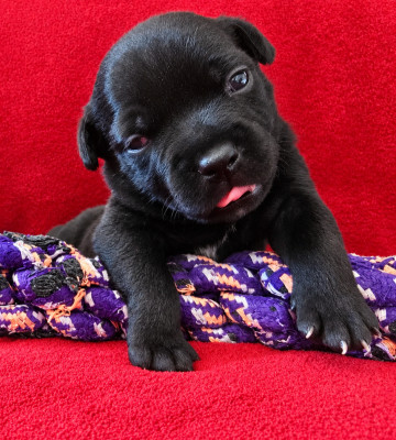 Chiot N°3